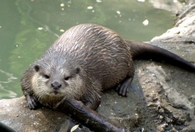Primele cazuri de coronavirus în rândul nurcilor de fermă în Polonia